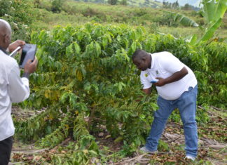 Uganda can tap into China Coffee market