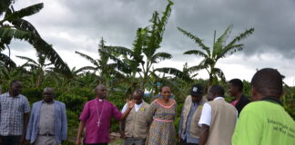 How growing Coffee has aided South Ankole to symbiotic growth